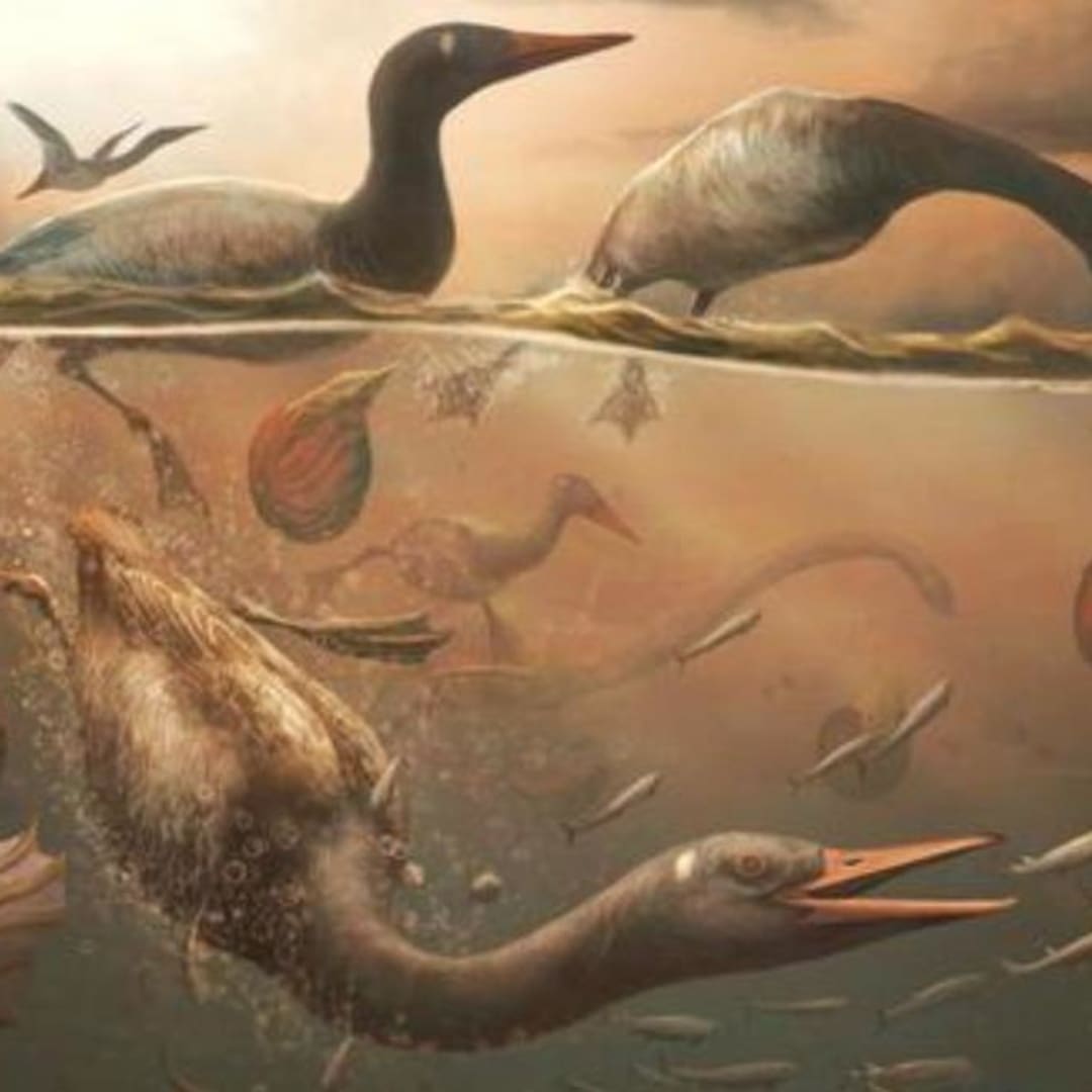 Antarktika: Tempat Perlindungan Burung Modern Tertua Saat Kepunahan Dinosaurus