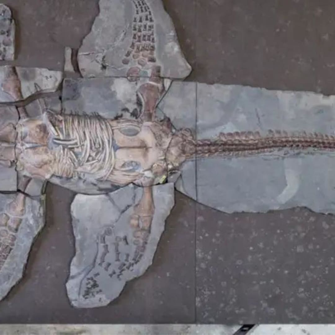 Penemuan Kulit Bersisik pada Plesiosaur Mengubah Gambaran Hewan Laut Purba