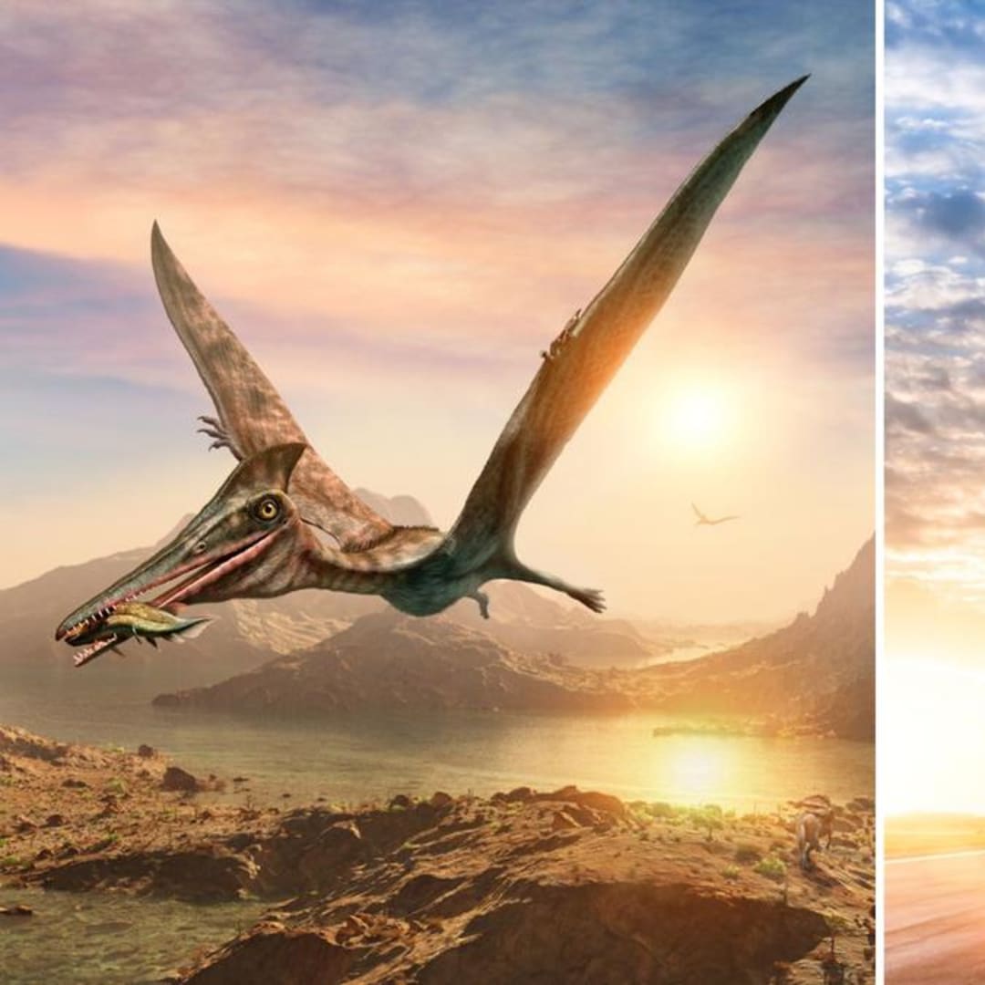 Struktur Tulang Pterosaurus Bisa Jadi Rahasia Material Pesawat Masa Depan