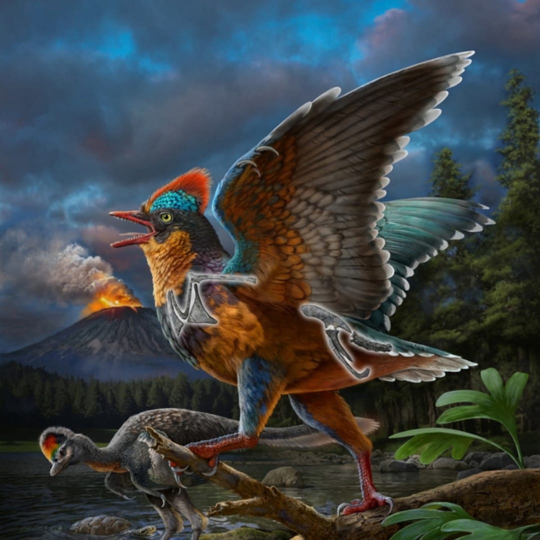 Penemuan Baminornis Ubah Pandangan Tentang Evolusi Burung Jurassic