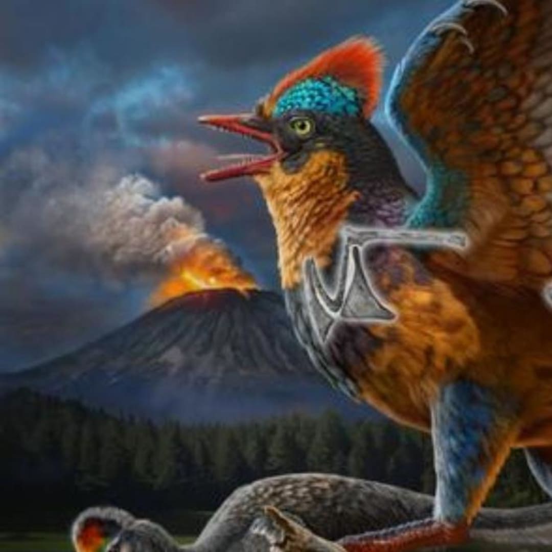 Fosil Burung Jurassic Baru Ungkap Evolusi Burung Lebih Awal dari Dugaan