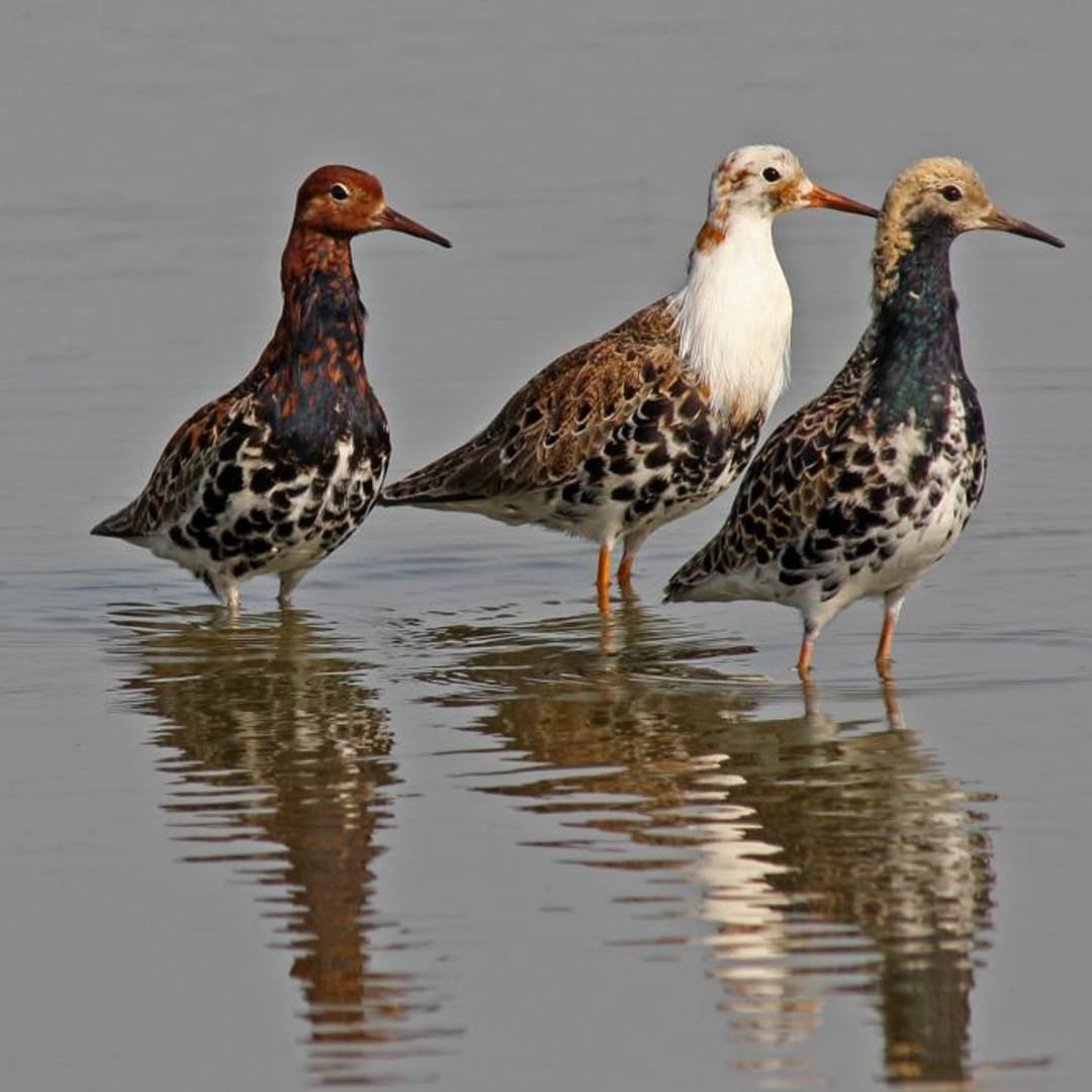 Satu Gen Tentukan Perilaku dan Penampilan Jantan Berbeda Pada Burung Ruffs