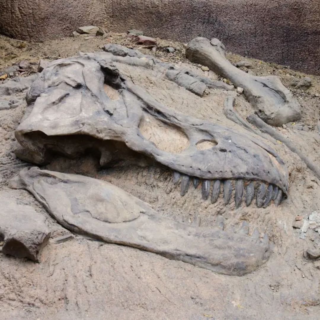 Fosil Predator Kuno Ungkap Ekosistem Unik Australia Zaman Dinosaurus