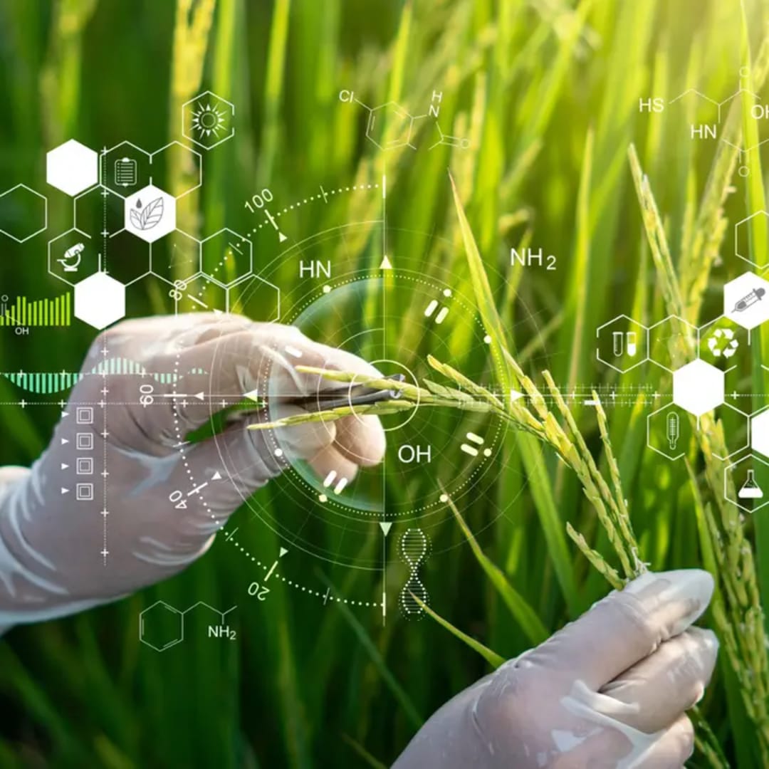 Inovasi Beras Genetik Tinggi CoQ10 untuk Jantung Sehat dan Nutrisi Lebih Baik