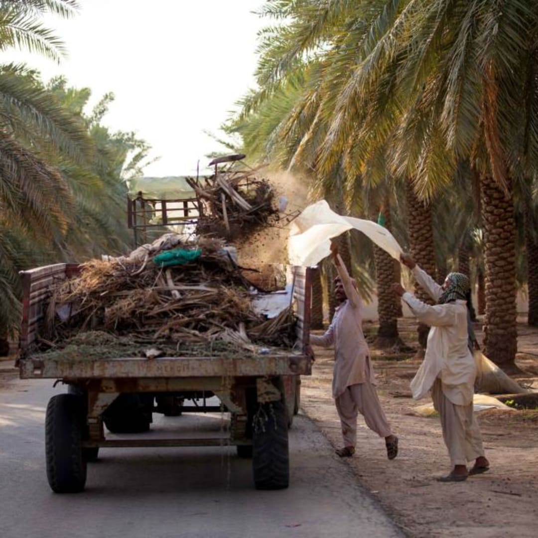 Saudi Arabia Investasi Besar di Olam Agri untuk Perkuat Ketahanan Pangan