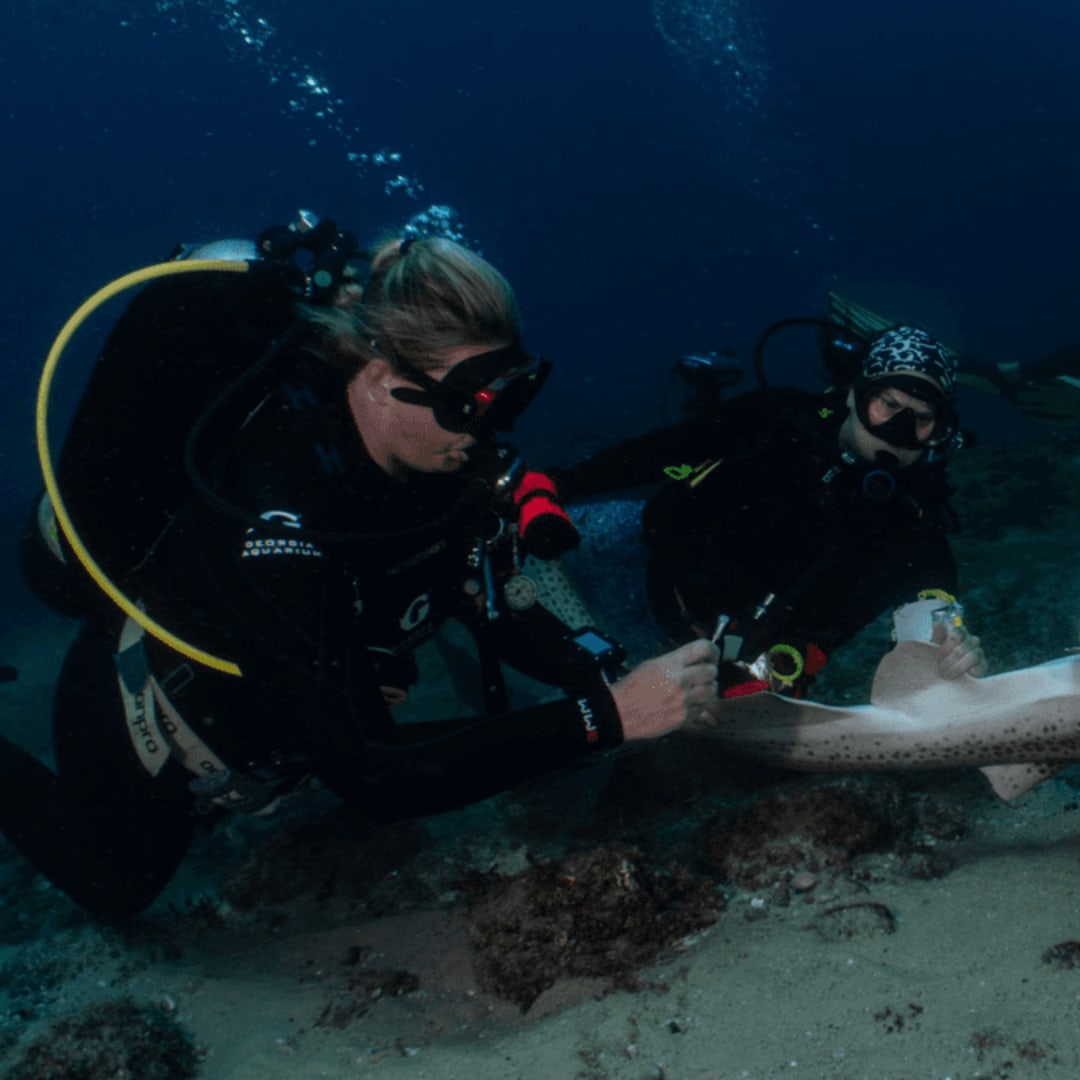 Metode ‘Tonic Immobility’ untuk Selamatkan Hiu Macan Tutul yang Terancam Punah