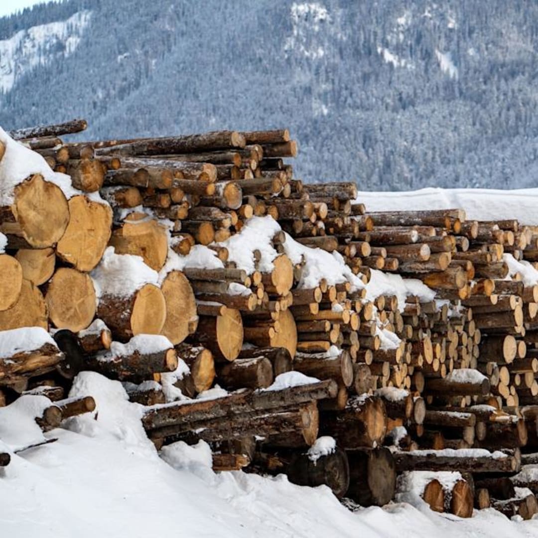 Trump Perintahkan Investigasi Impor Kayu, Siapkan Tarif 25% Untuk Lindungi Industri AS