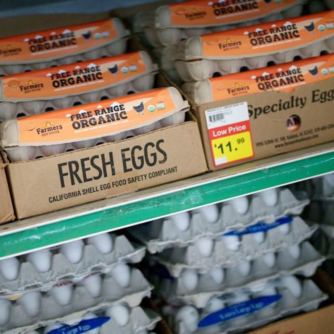 Penyelidikan DOJ Amerika Serikat Terkait Lonjakan Harga Telur dan Dugaan Kolusi