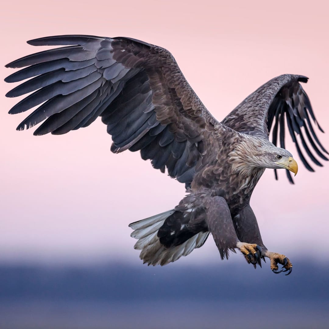 Inovasi Flap Terinspirasi Bulu Burung Perbaiki Stabilitas Pesawat Saat Stalling