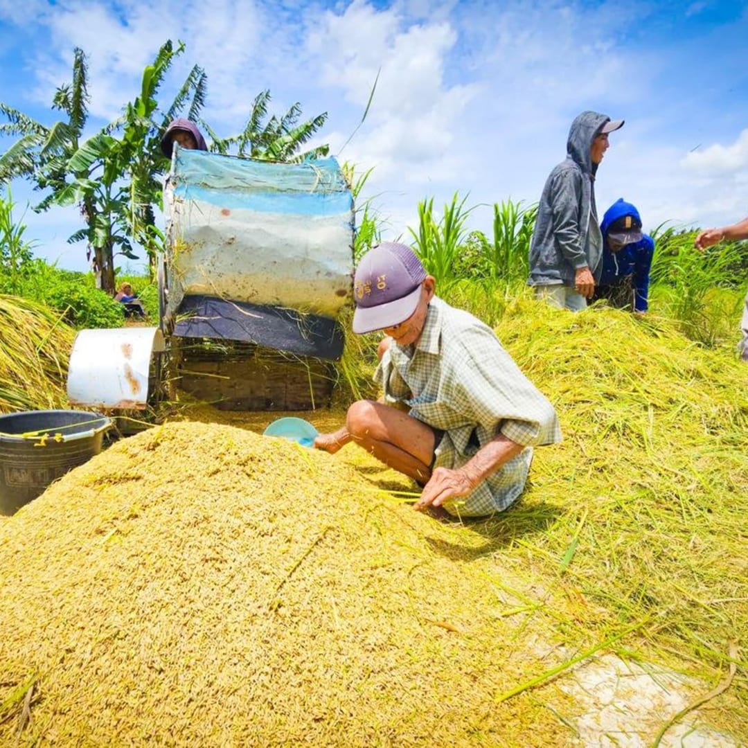 Harga Gabah Ditetapkan Rp 6.500 per Kg, Pemerintah Dorong Kesejahteraan Petani
