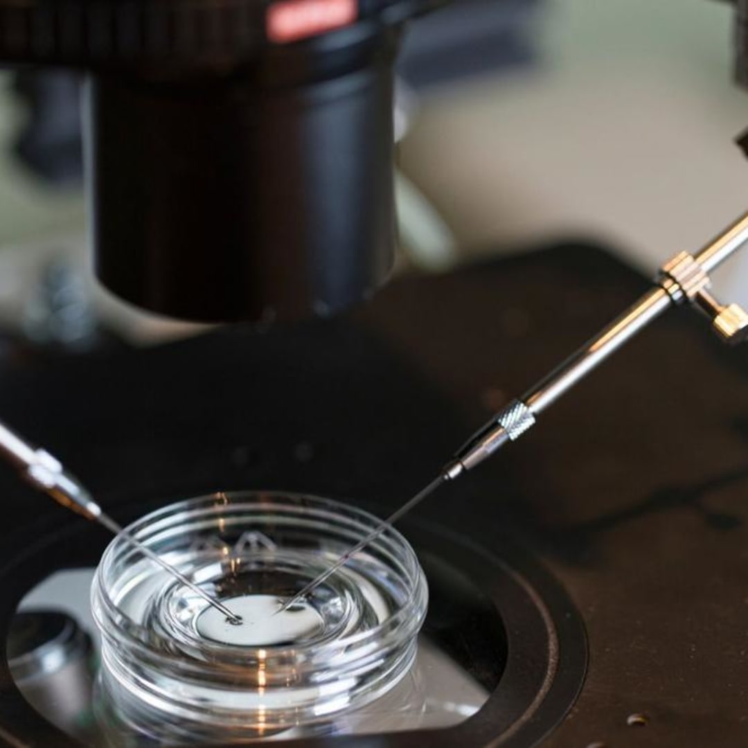 Glikan Alami Tingkatkan Umur Sperma dan Efisiensi Fertilisasi IVF