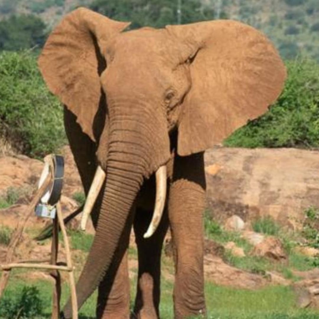Rahasia Gajah Afrika Hemat Energi dalam Mencari Makan di Alam Liar