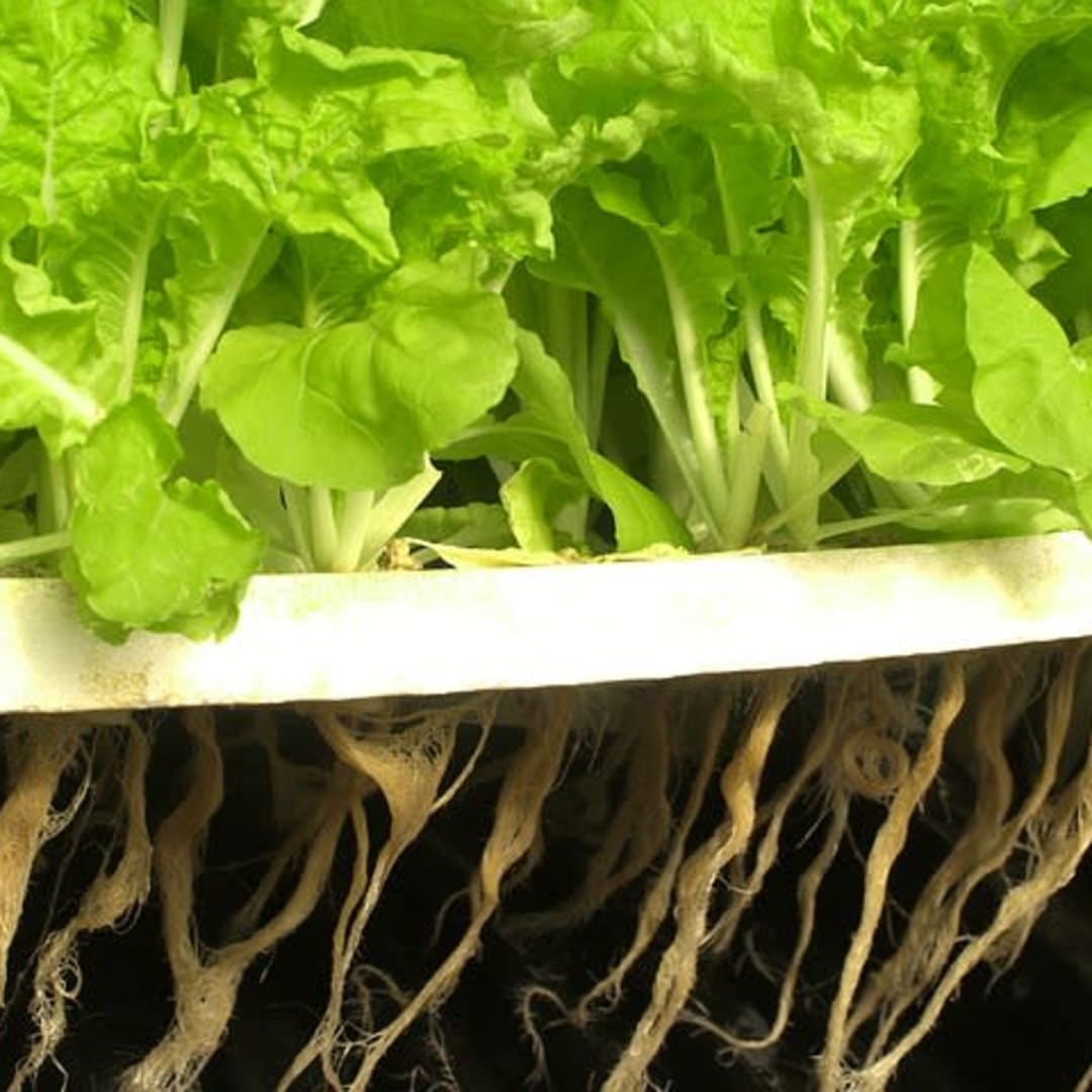 Mengapa Saham iPower Inc Termasuk 7 Terburuk di Vertikal Farming dan Hidroponik