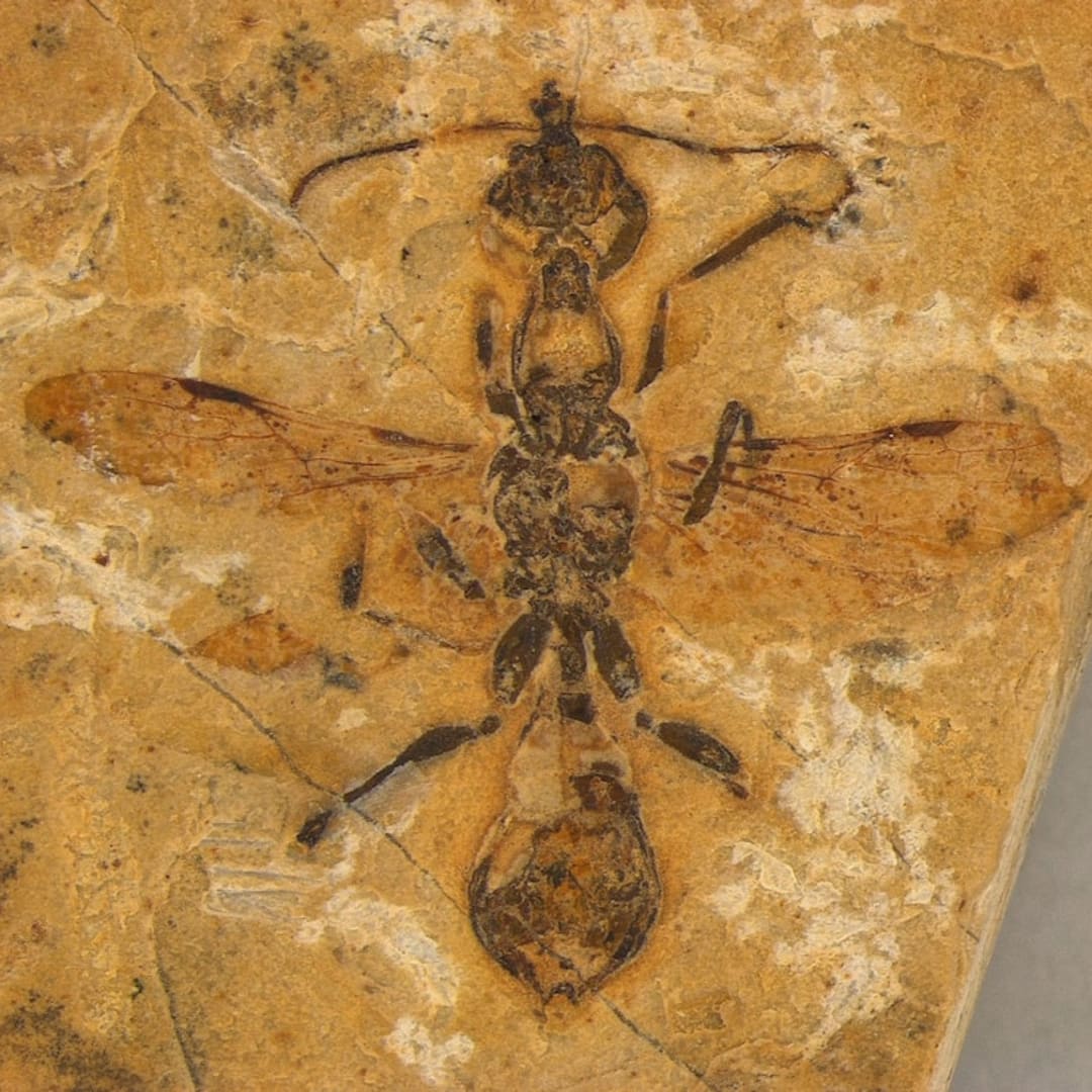 Fosil Semut Tertua Berusia 113 Juta Tahun Ditemukan di Brasil