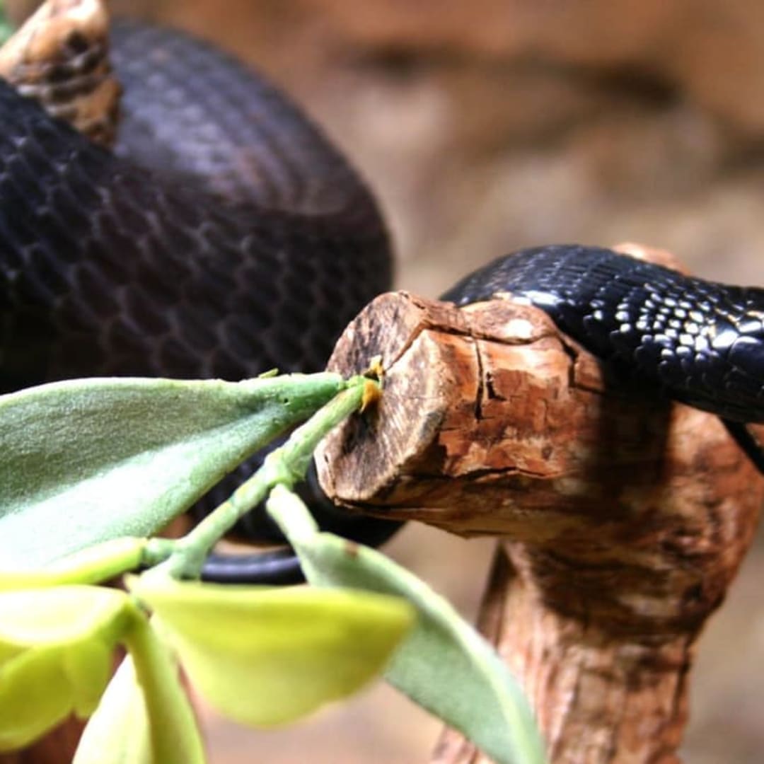 Terobosan Antivenom Universal untuk Melawan Gigitan Ular Mematikan