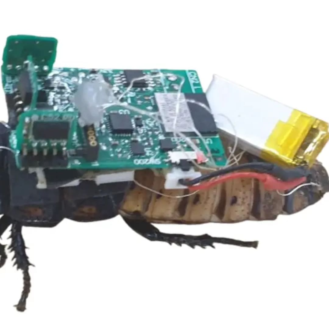 Metode Kendali Cahaya UV untuk Serangga Cyborg Tanpa Prosedur Invasif