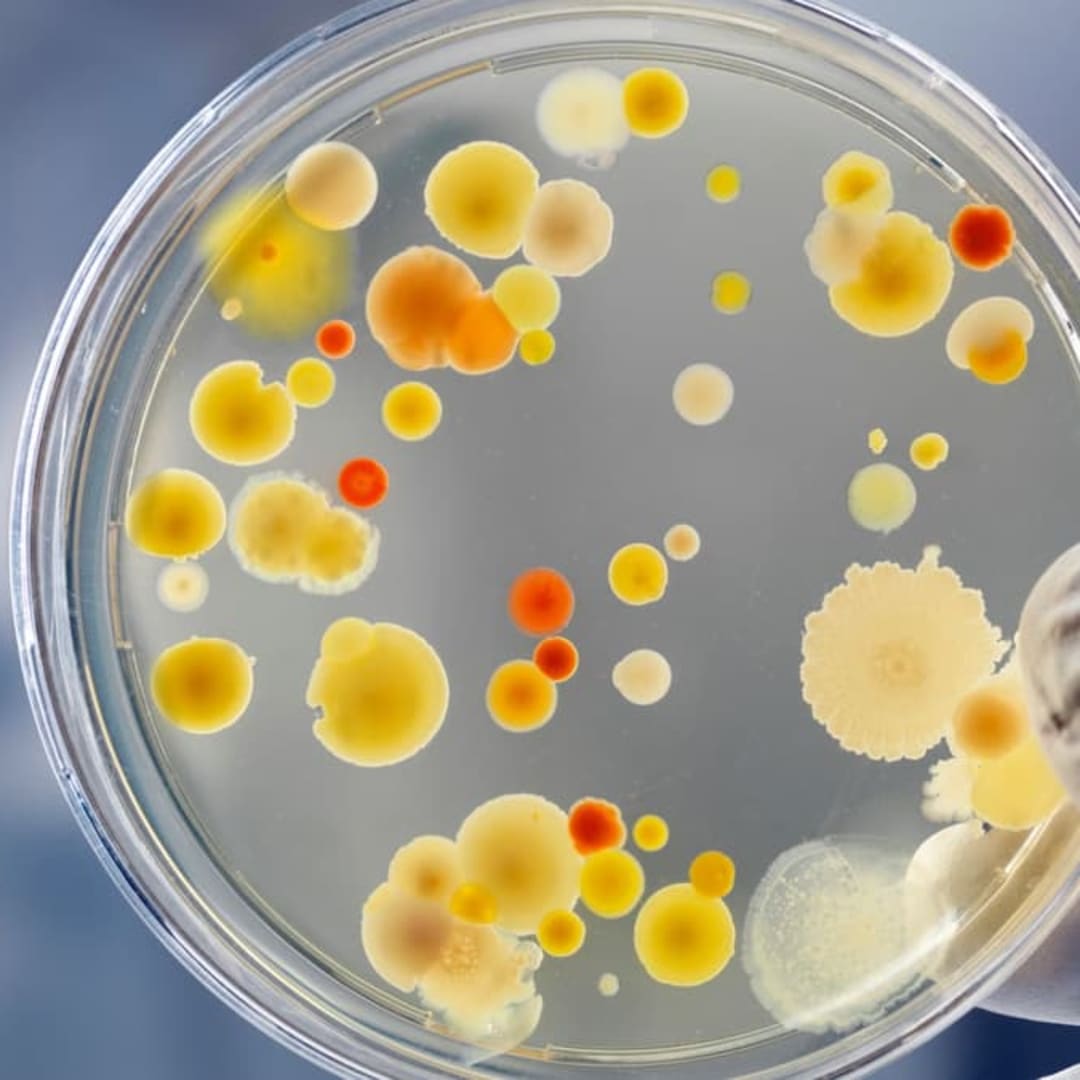 Mikroba Chonkus: Solusi Alami Cepat Tangkap Karbon dioksida untuk Atasi Perubahan Iklim