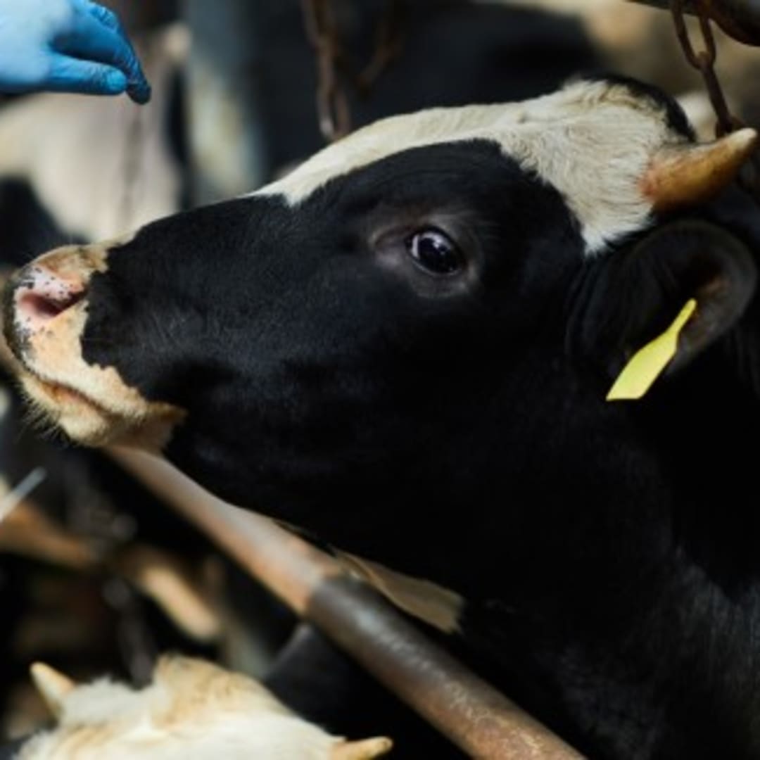 Vaksin mRNA Baru untuk Flu Burung pada Sapi Redam Risiko Pandemi