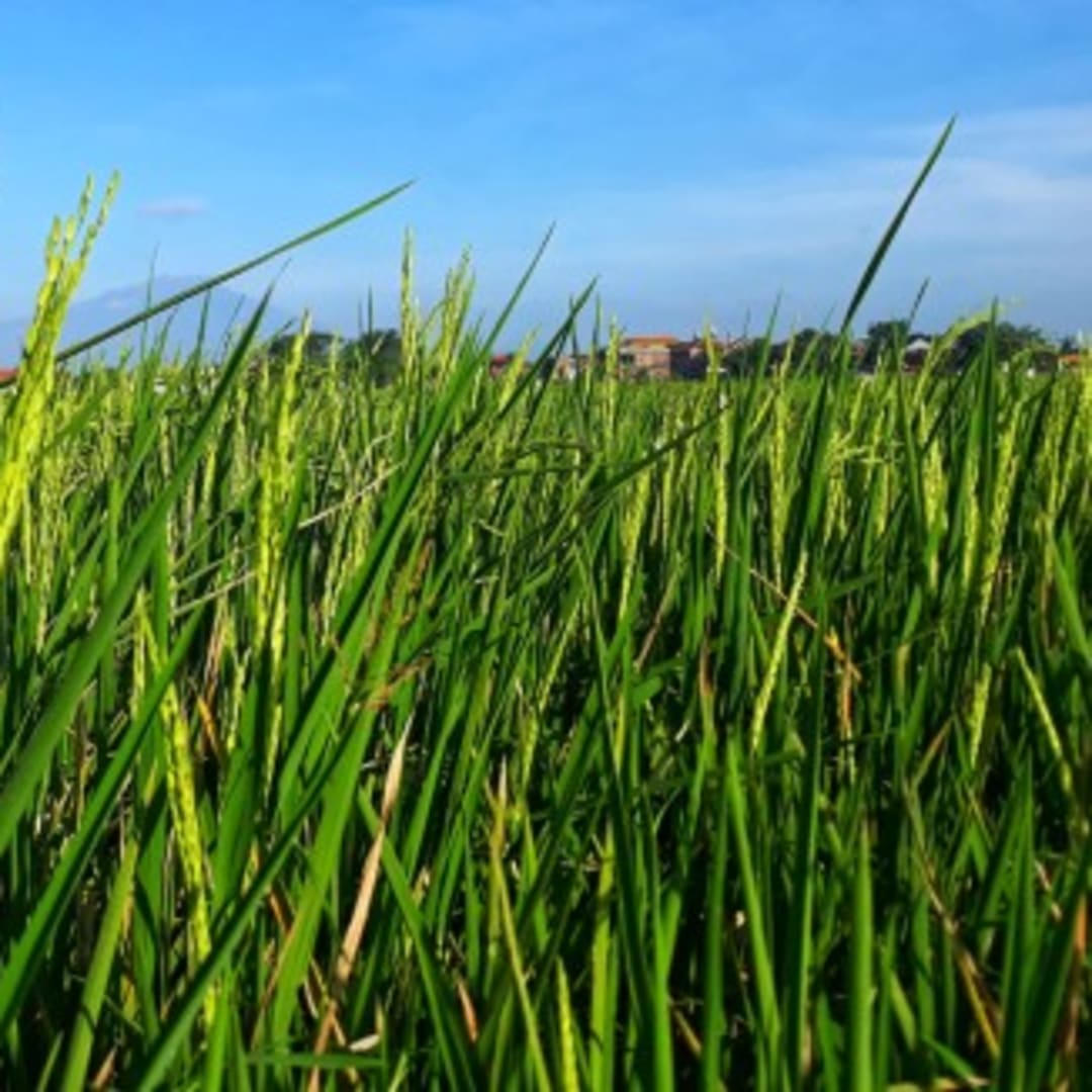 Tanaman Padi Bisa Turun Wariskan Ketahanan Dingin Tanpa Ubah DNA