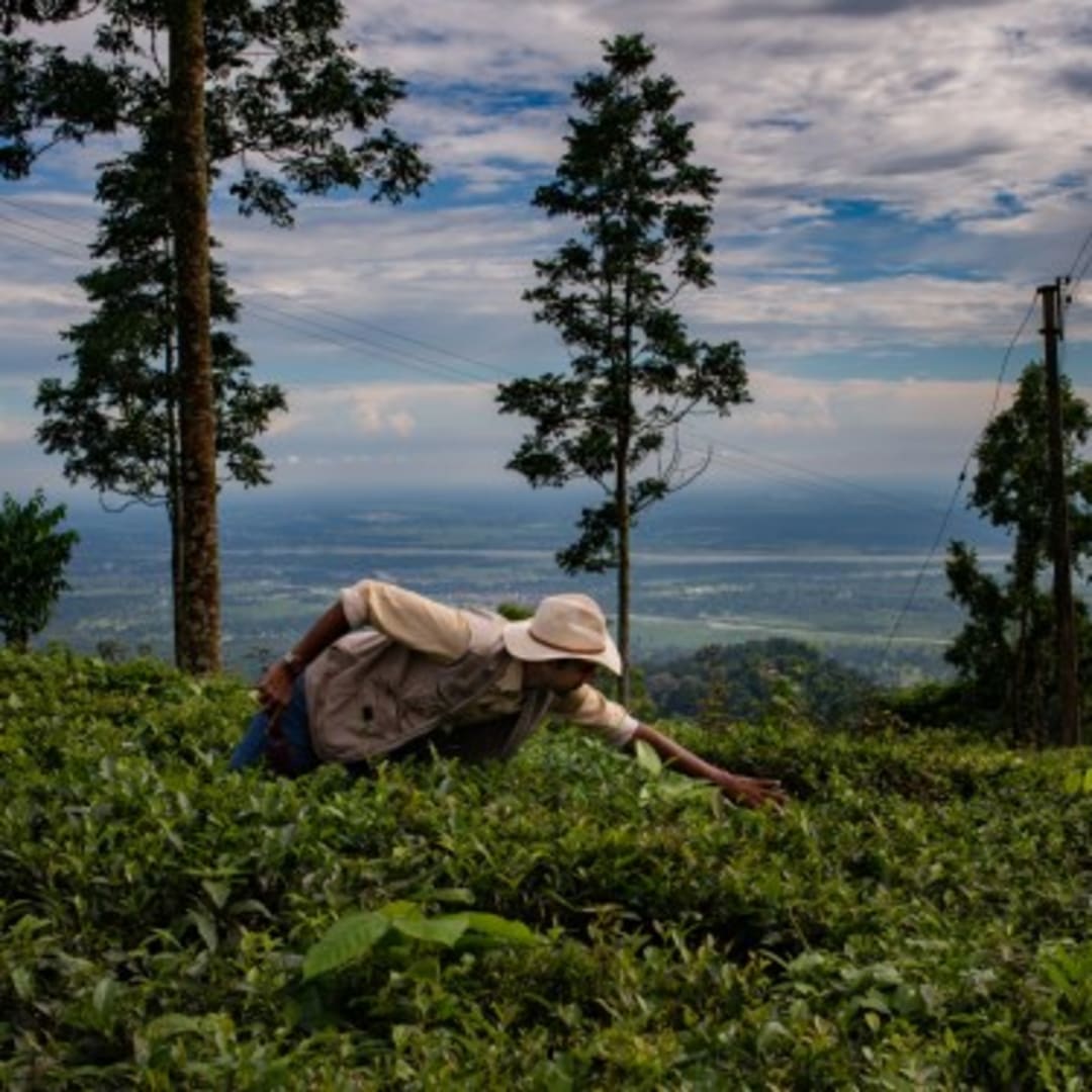 Dari Kebun Teh Bangkrut ke Startup Iklim, Alt Carbon Angkat Peran Penghilangan Karbon