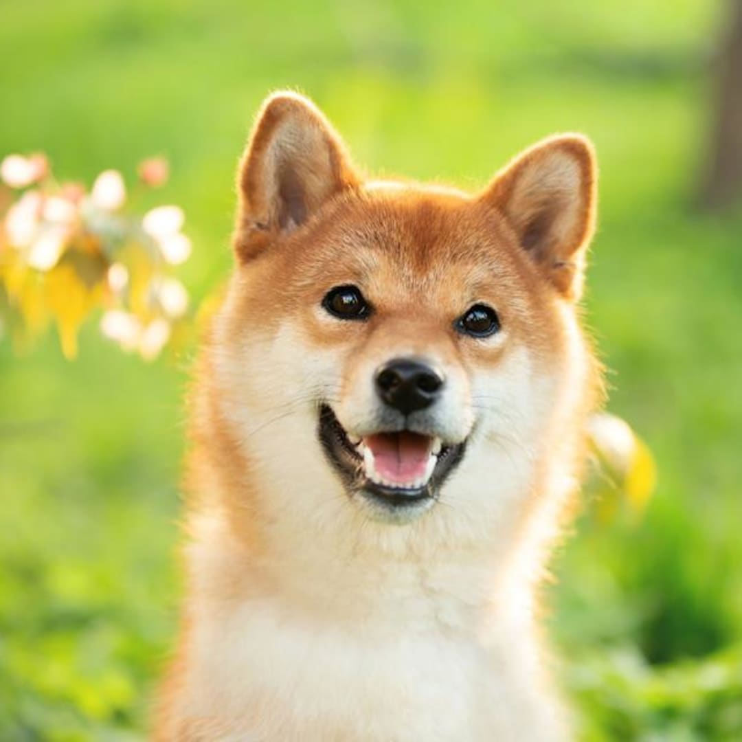 Mengapa Ketidakpastian Tarif Membuat Investasi Dogecoin Menurun dan Pilihan Saham Lebih Menjanjikan