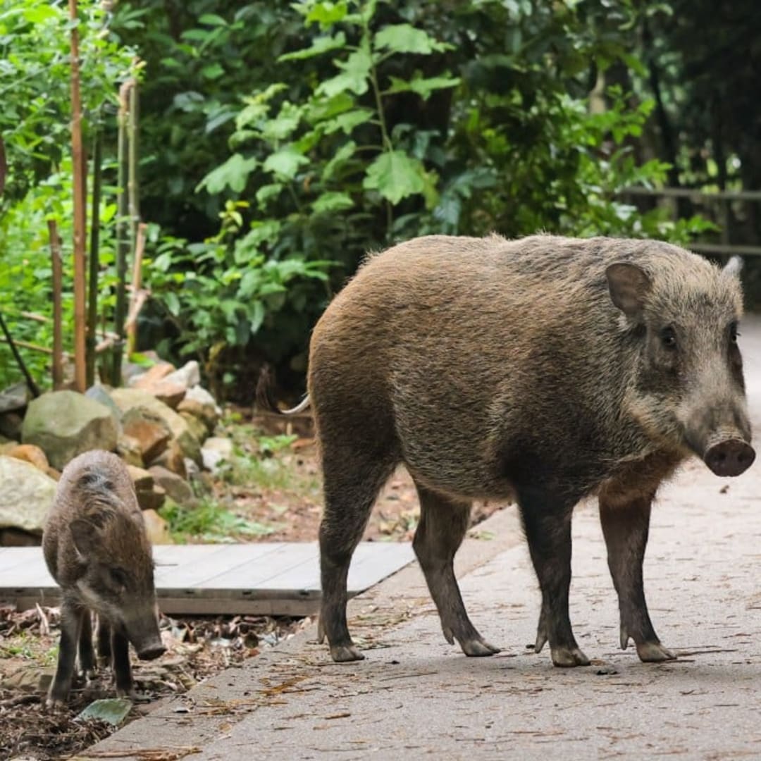 Penemuan Baru: Babi Sudah Didomestikasi 8.000 Tahun Lalu di Tiongkok Selatan