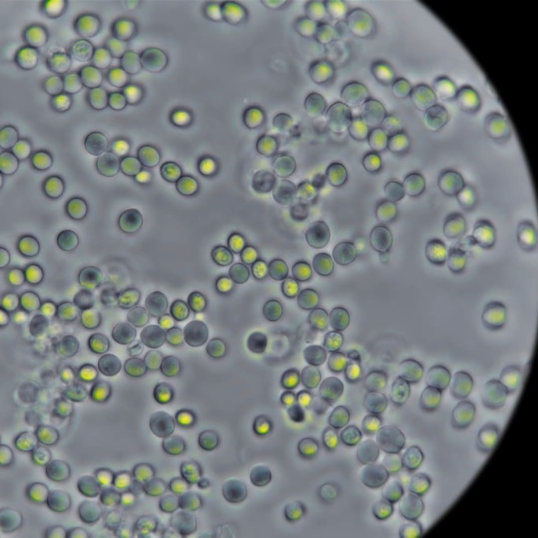 Pemahaman Baru Metabolisme Ragi Terinspirasi dari Filosofi Yin dan Yang