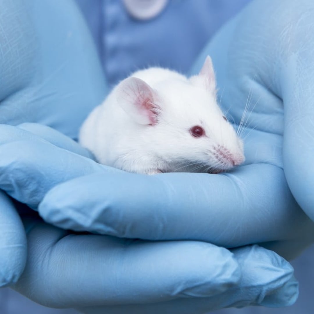 Peneliti Cina Aktifkan Kembali Regenerasi Telinga Tikus dengan Asam Retinoat