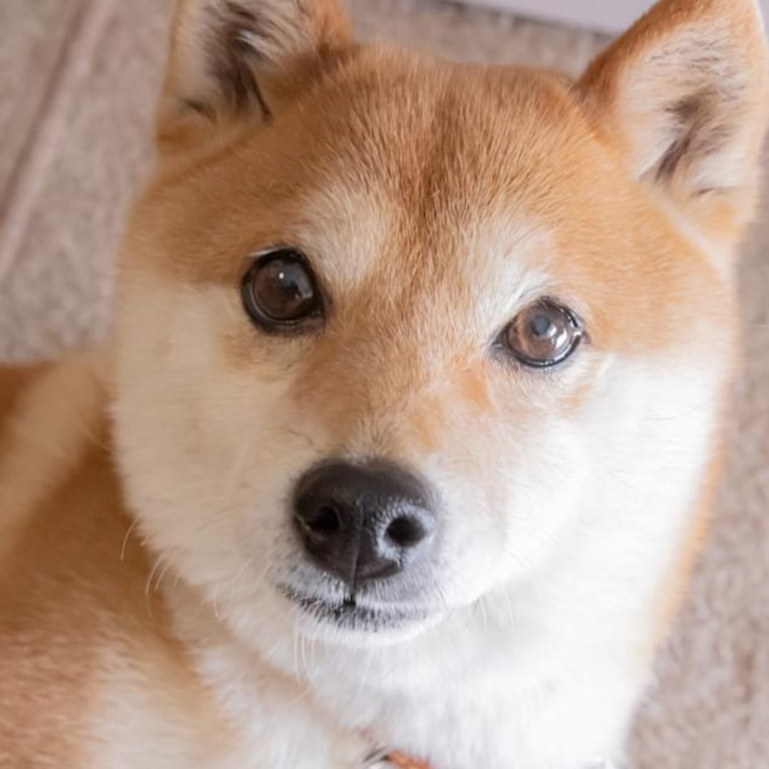 3 Faktor Makroekonomi yang Bisa Mengangkat Harga Dogecoin Tahun Ini