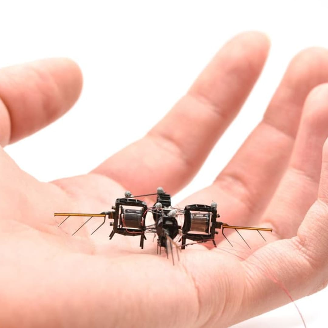 Rahasia Otak Kecil Lebah yang Menginspirasi Kecerdasan Buatan dan Robot Terbang