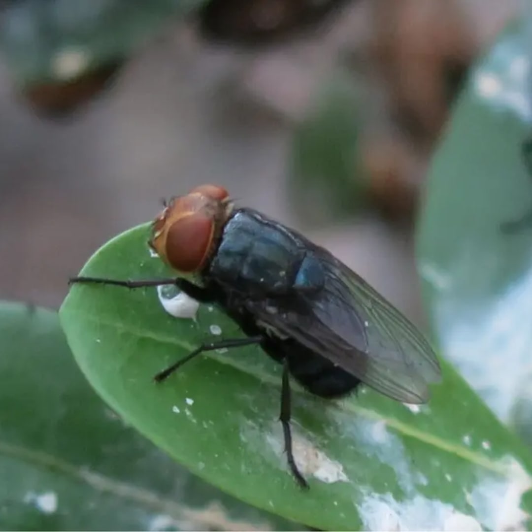 USDA Lepas Miliaran Lalat Steril untuk Hentikan Parasit Menggerogoti Ternak