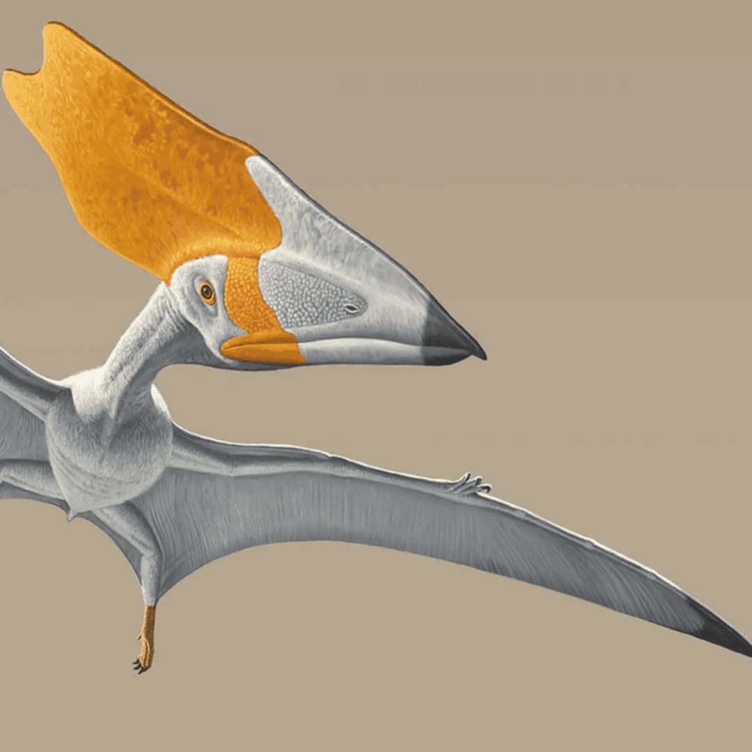 Fosil Pterosaurus Temukan Bukti Langsung Diet Tumbuhan Pertama Kali