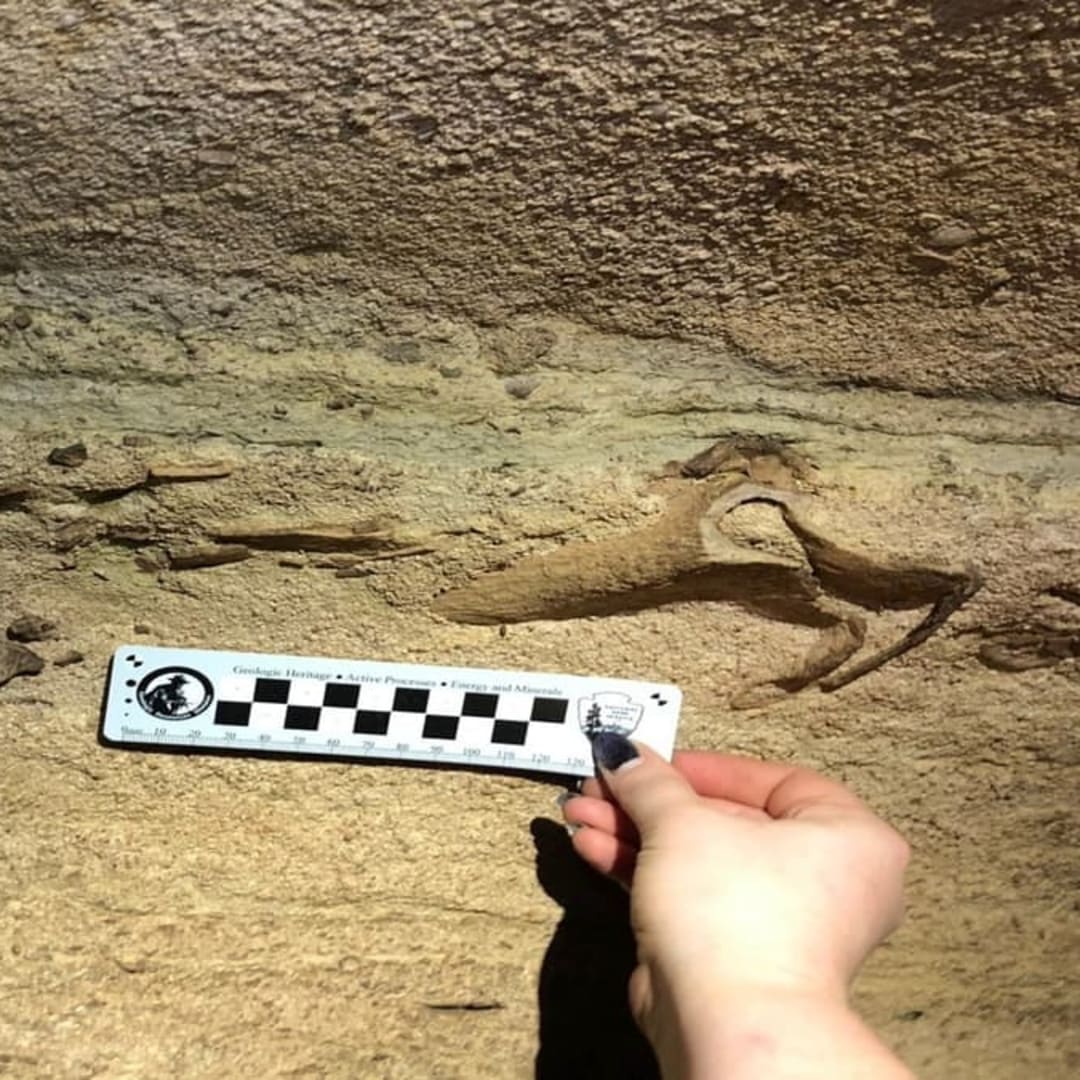 Penemuan Hiu Kuno di Mammoth Cave Ungkap Laut Purba 300 Juta Tahun Lalu