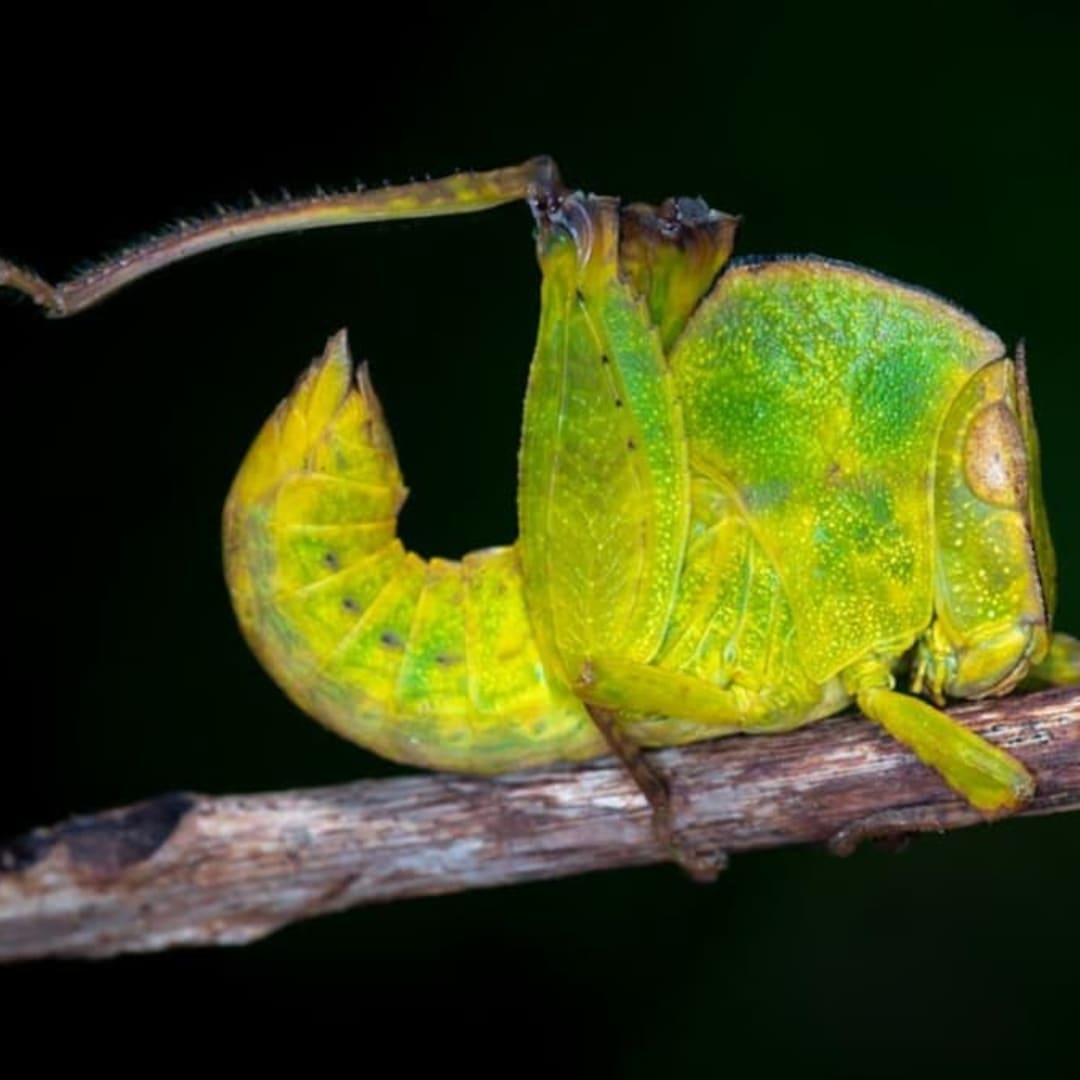 Bentuk Aneh Treehopper Ternyata Bisa Deteksi Listrik Statis, Ini Penjelasannya