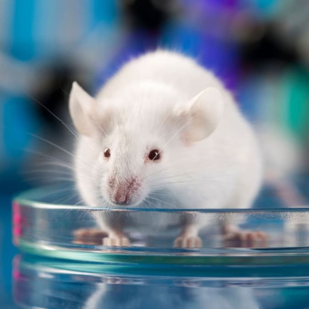 Ilmuwan Cina Ciptakan Terapi Sel Transplantasi Otak Untuk Atasi Depresi Berat