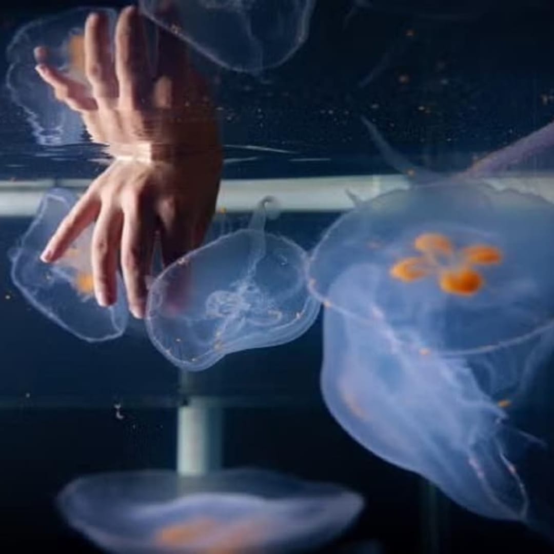 Moon Jellyfish Jadi 'Robot Hidup' untuk Eksplorasi Laut Dalam yang Sulit Dijangkau