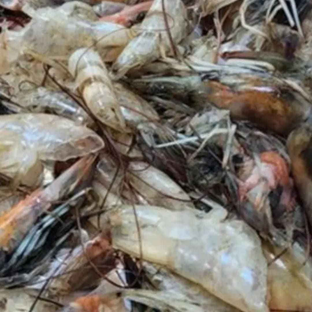 Mengubah Limbah Udang Jadi Karbon Aktif Penangkap CO₂ untuk Klimatologi