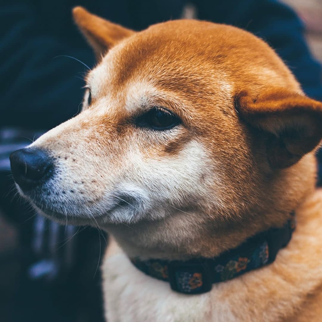 CleanCore Solutions Pilih Dogecoin Sebagai Aset Utama Treasury, Saham Turun Drastis