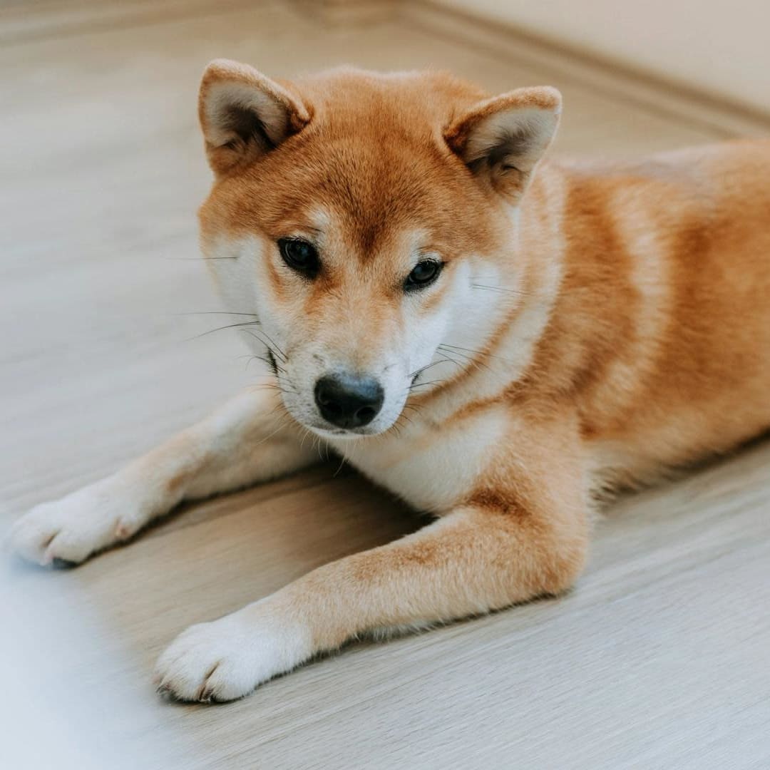 Thumzup Media Siap Besarkan Penambangan Dogecoin dengan Rencana Akuisisi Besar