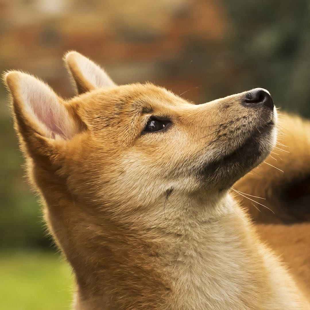 Pasar Kripto Naik, Namun Risiko Masih Menghantui Investor