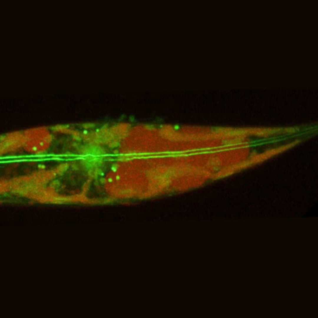 Penemuan Diatom Kutub yang Aktif Bergerak di Suhu Ekstrem –15°C