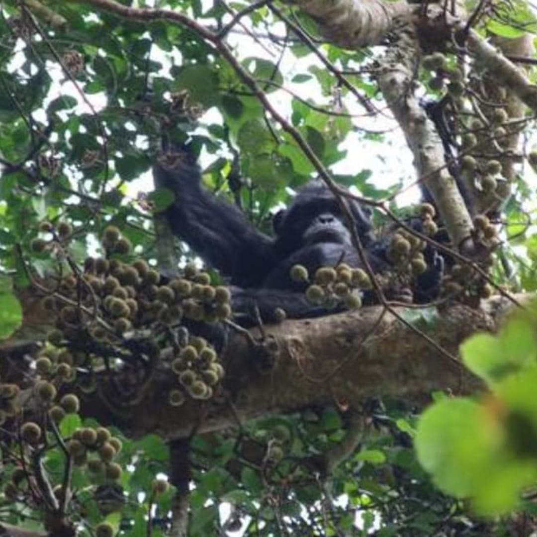 Simpanse di Afrika Konsumsi Alkohol Sehari-Hari dari Buah yang Dimakan