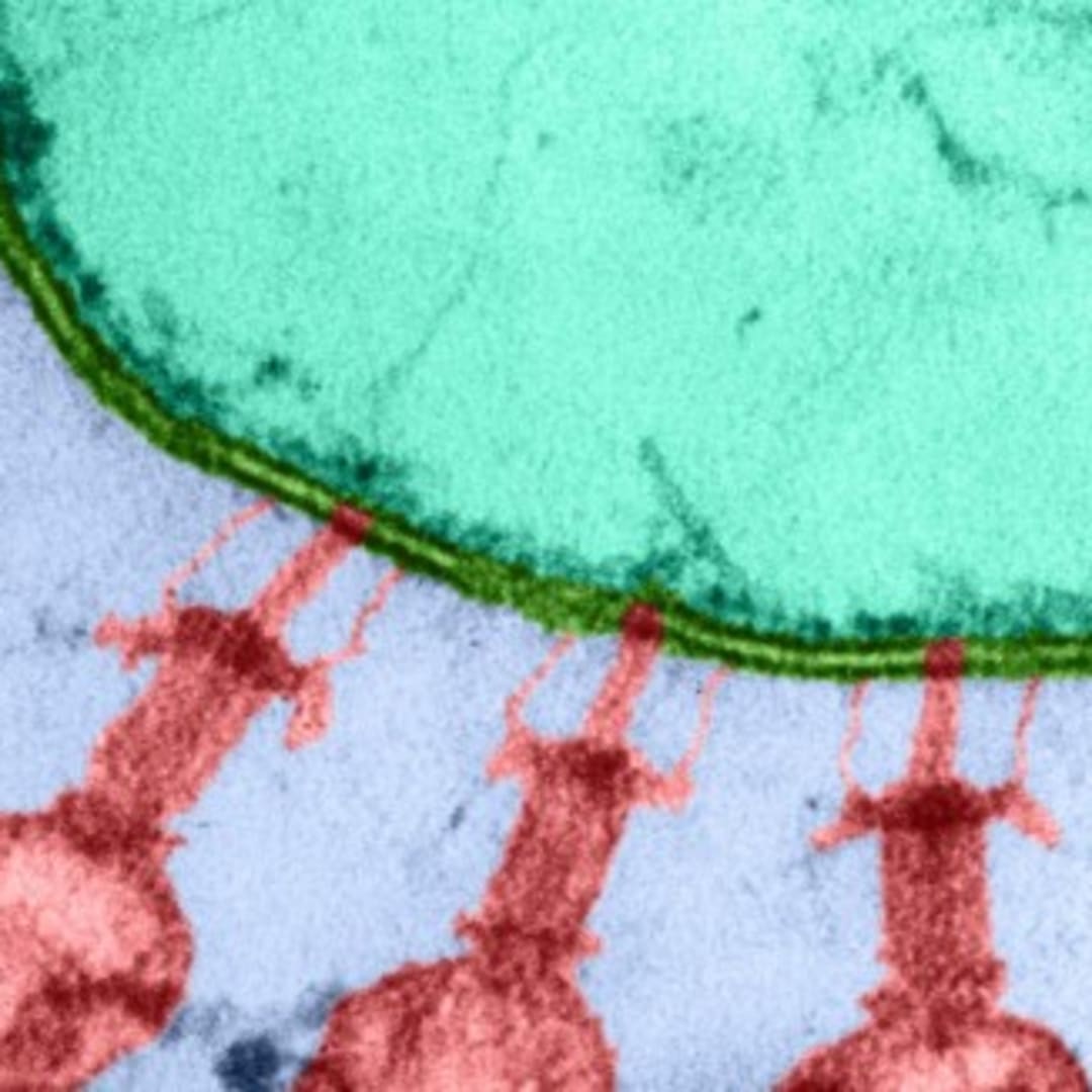 AI Mendesain Virus Pembunuh Bakteri untuk Atasi E. coli Resisten Antibiotik