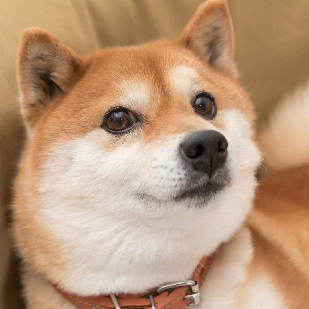 Dogecoin vs World Liberty Financial: Mana yang Berpotensi Jadi Mesin Uang Jutawan?