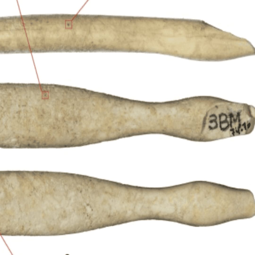 Penemuan Gading Kuda Nil Terlama di Iberia Ungkap Jaringan Perdagangan Prasejarah