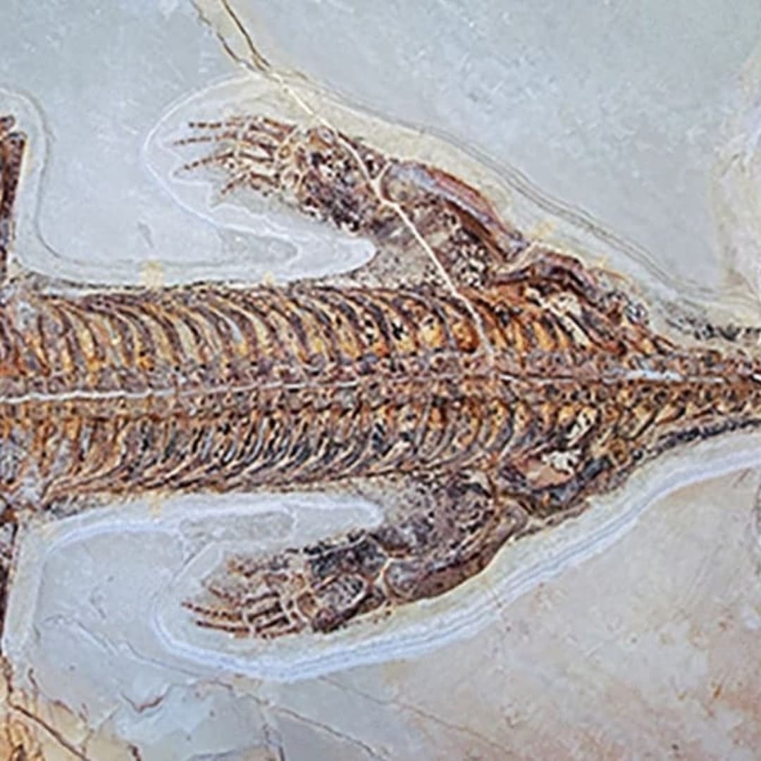 Penemuan Fosil Lariosaurus Terawetkan dengan Kulit Buka Rahasia Cara Berenang
