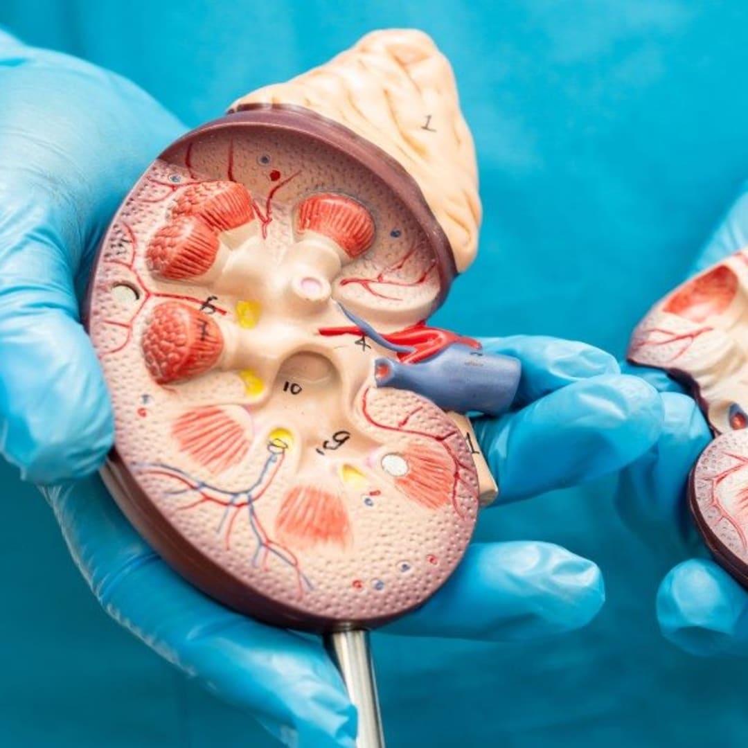 Terobosan Baru: Membuat Ureter Fungsional dari Sel Punca untuk Ginjal Buatan