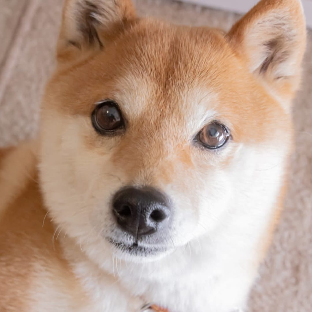 Haruskah Anda Investasi 1.000 Dollar di Dogecoin? Ini Analisis Lengkapnya