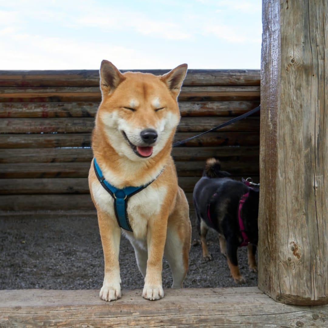 Dogecoin Naik 4% Didukung Pembelian Besar dan Sentimen Positif di Pasar Kripto