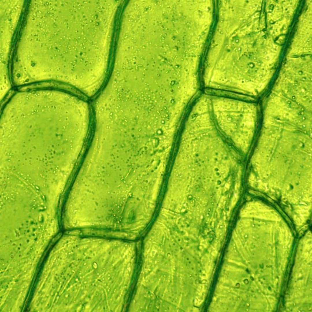 Penemuan Dua Saklar Genetik Bisa Ubah Sel Tanaman Jadi Embrio Baru